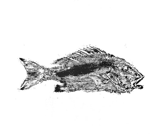 Mutton Snapper Gyotaku - Black Ink - Print