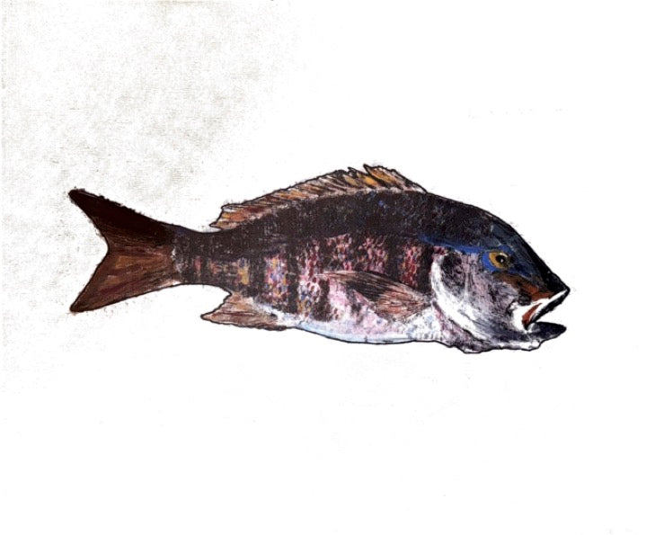 Mutton Snapper Gyotaku - Colored - Print