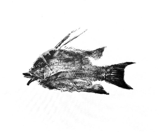 Hogfish Gyotaku - Print